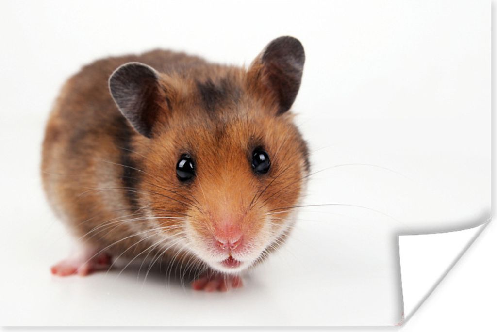 MuchoWow Poster Neugieriger Hamster 120x80 cm - Bilder