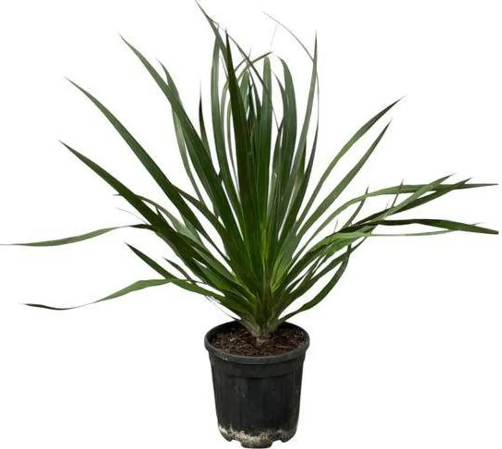 Plante d'Intérieur Increvable Dracaena Draco : Dragonnier 1m Ø24cm