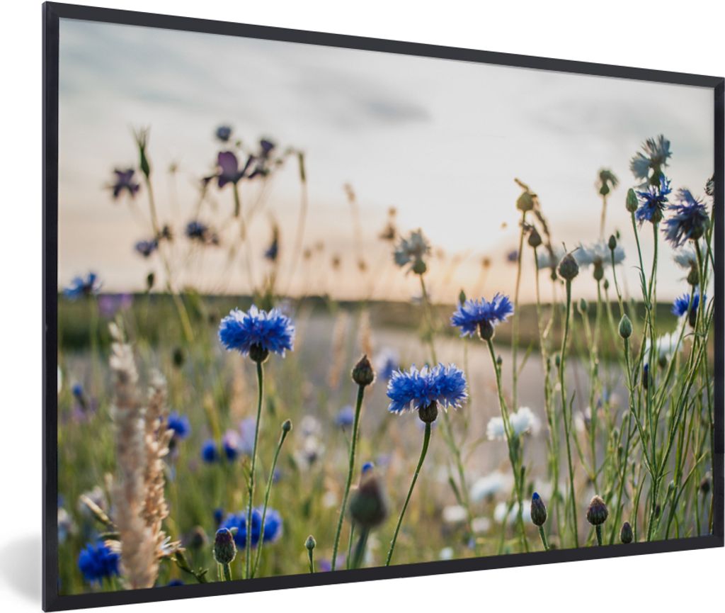 MuchoWow Gerahmtes Poster Blumen - Sommer - Kornblume - Blau - Sonne - Wolken 60x40 cm - Poster mit Schwarzem Bilderrahmen Wandposter Rahmen Foto...