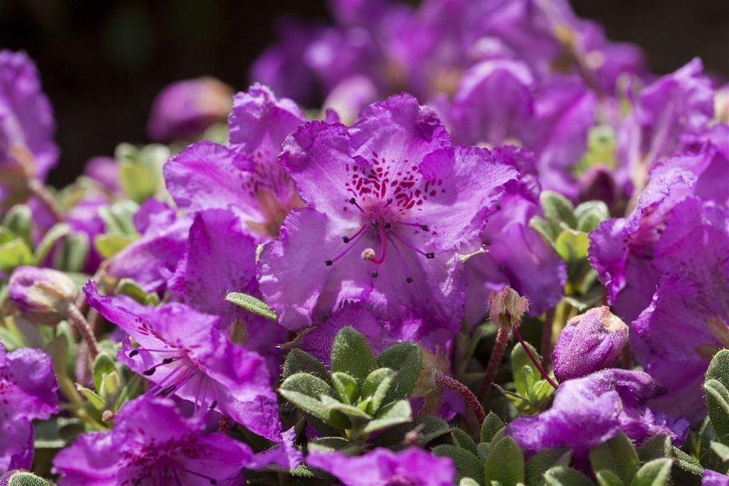 Rhododendron keleticum, Zwerg-Rhododendron, lila Blüten, 25–30 cm