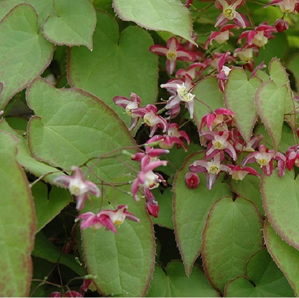 6 x Elfenblume - Epimedium rubrum | Topf 9cm x 9cm