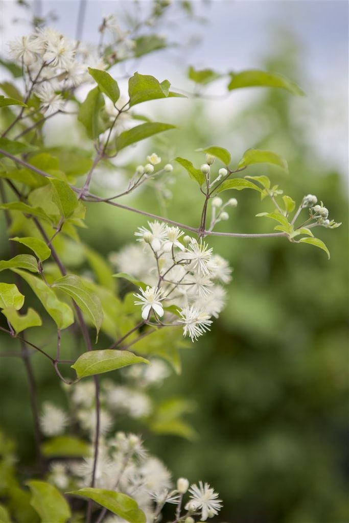 Clematis vitalba, Waldrebe, weiß, 80–100 cm