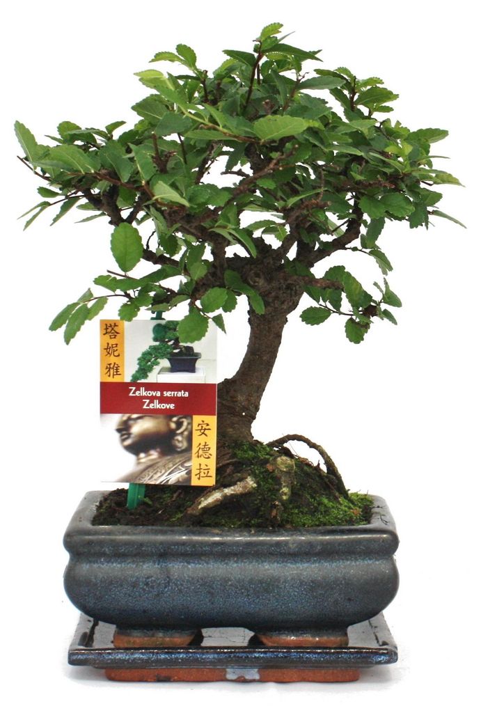 Bonsaj Jilm čínský - Ulmus parviflora - ca. 6 let - Obrázek produktu 