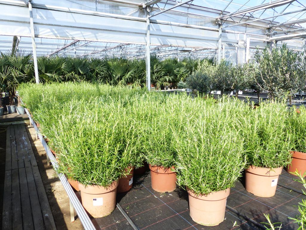 4x echter Rosmarin Officinalis 50 - 60 cm Höhe, XL Busch Ø 25-30 cm, stehend, winterhart Kräuter