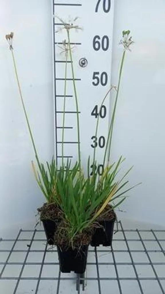6 Tulbaghia violacea Alba - Ail d'Afrique blanc en pots de 9x9 cm