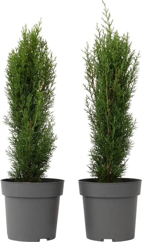 Cupressus Totem Lot de 2 - Cyprès Verticaux Résistants de 60-80 cm de Haut