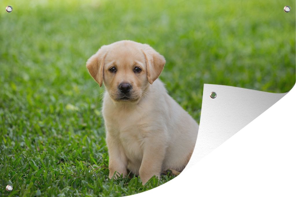 MuchoWow 120x80 cm Outdoor-Poster Gartendeko Sichtschutz Garten Poster für den Garten Welpe sitzt im Gras