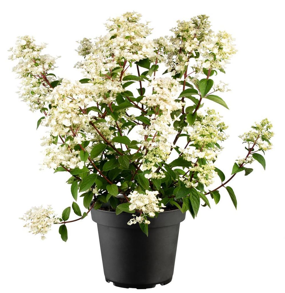 Rispenhortensie Wim's Red 40-60 cm, im Topf - Hydrangea Produktbild 
