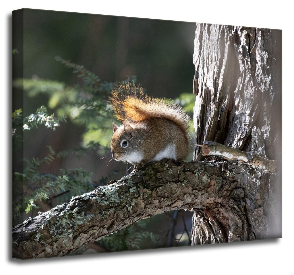 Leinwanddruck Tiere Eichhörnchen 50x40 cm