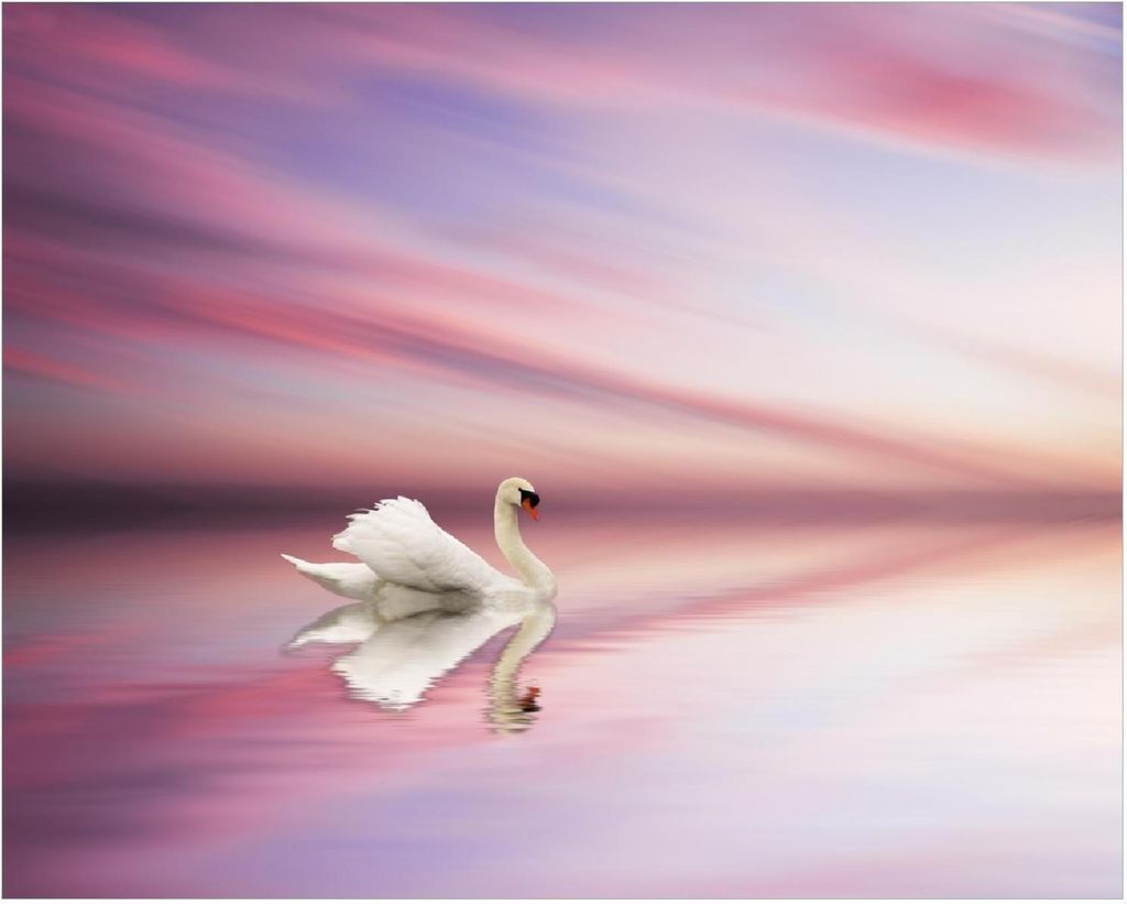 Wallario Poster - Weißer Schwan im rosafarbenen See, Kunstdruck Größe: 40 x 50 cm