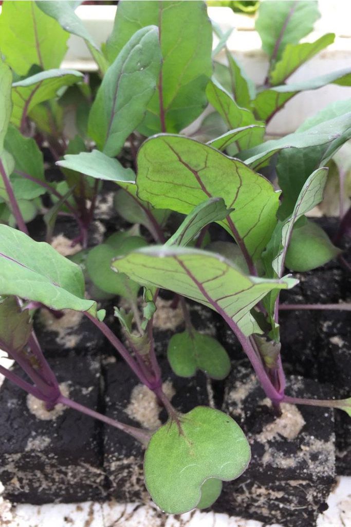 Enseleits Kohlrabi rot, Kohlrabi Pflanzen - Gemüse Produktbild 