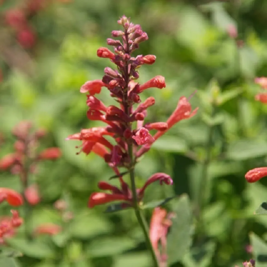 Crea il tuo Giardino dei Sogni con 6 Agastache Kudos Red - Profumo e Colore