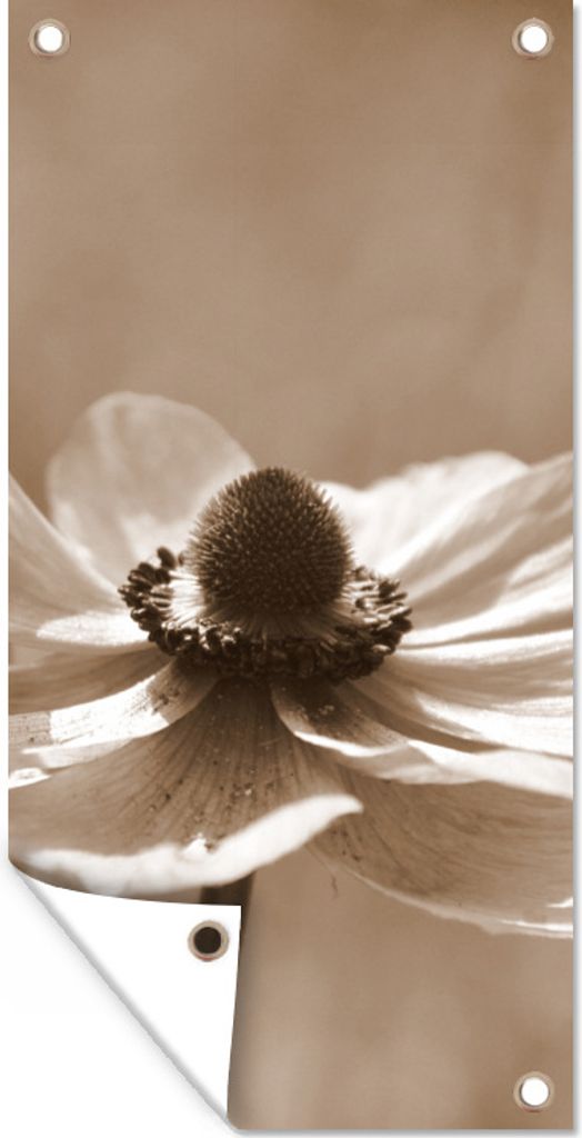 MuchoWow 40x80 cm Outdoor-Poster Gartendeko Sichtschutz Garten Poster für den Garten Blume der Anemone Sepia-Fotodruck
