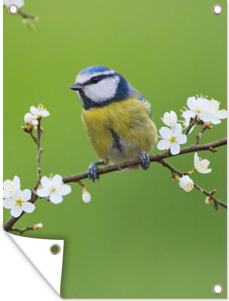 MuchoWow 30x40 cm Outdoor-Poster Gartendeko Sichtschutz Garten Poster für den Garten Blaumeise - Zweig - Blumen - Blühende Zweige - Vogel