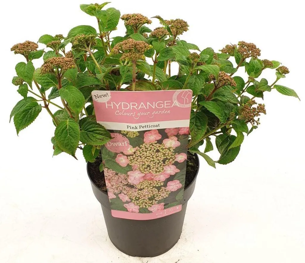 Hortensia rose Ø19cm Hydrangea serrata Pink Petticoat pour terrasse