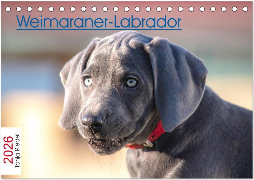 Weimaraner-Labrador (Tischkalender 2026 DIN A5 quer), CALVENDO Monatskalender
