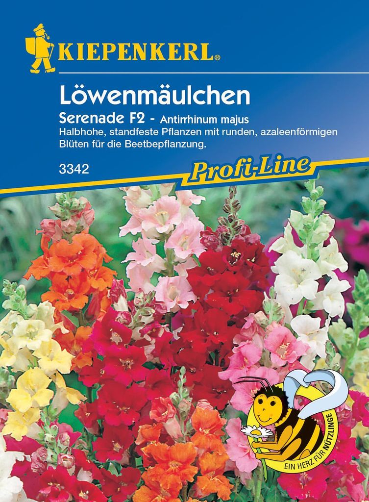 Löwenmäulchen Serenade F1, halbhohe standfeste Pflanzen ideal für die Beetbepflanzung zwischen Stauden und anderen Sommerblumen