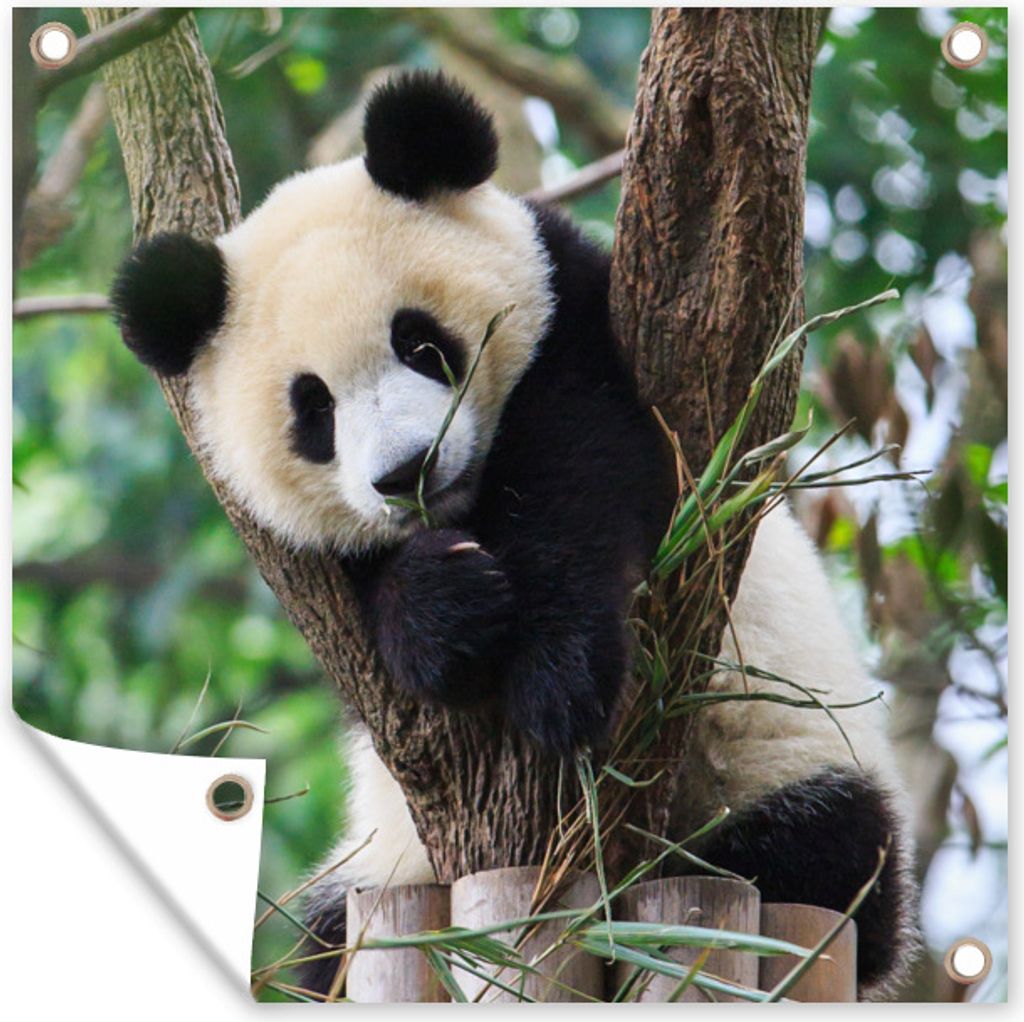 MuchoWow 50x50 cm Outdoor-Poster Gartendeko Sichtschutz Garten Poster für den Garten Panda - Welpe - Baum