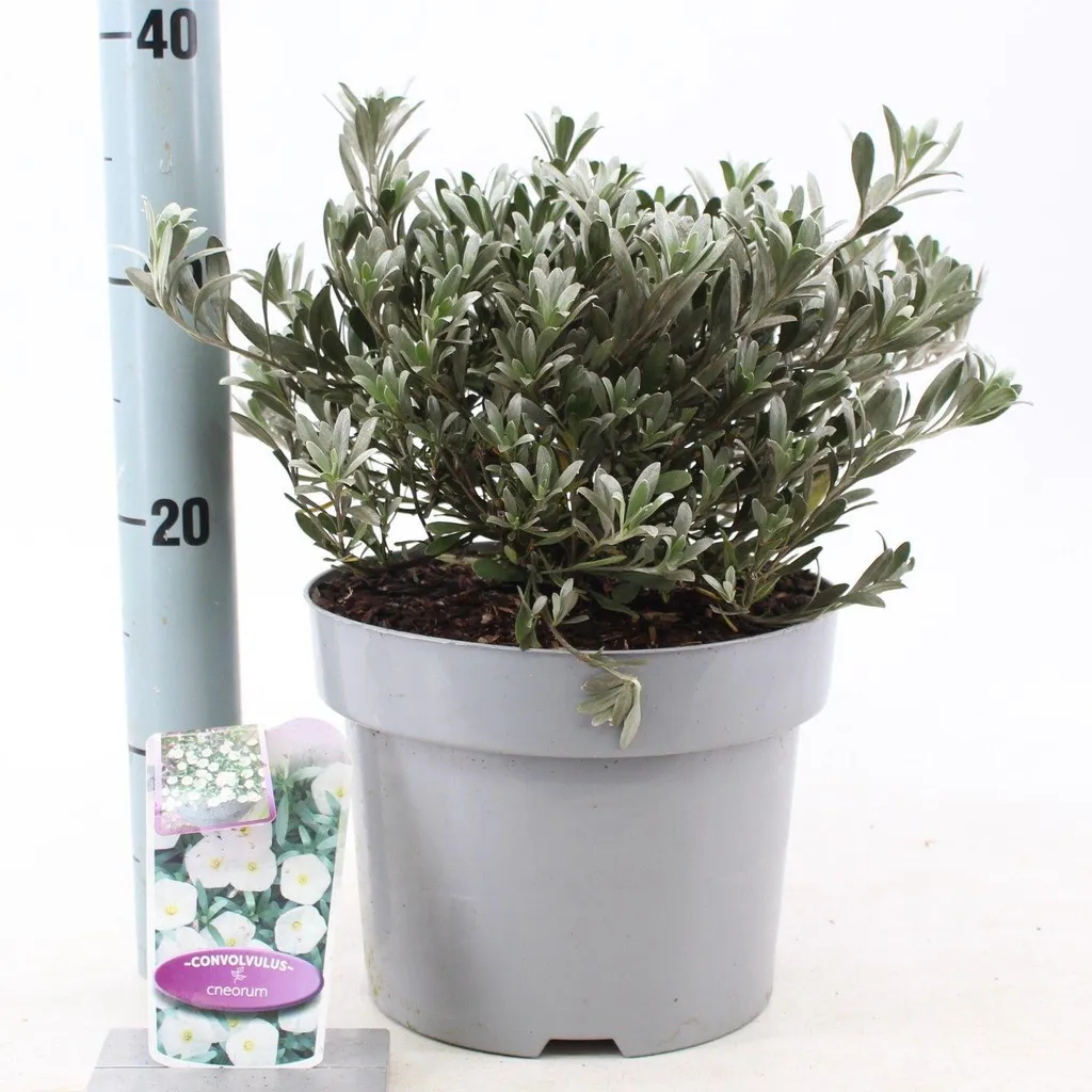 Convolvulus cneorum argenté 25-30 cm : plante résistante et fleurie