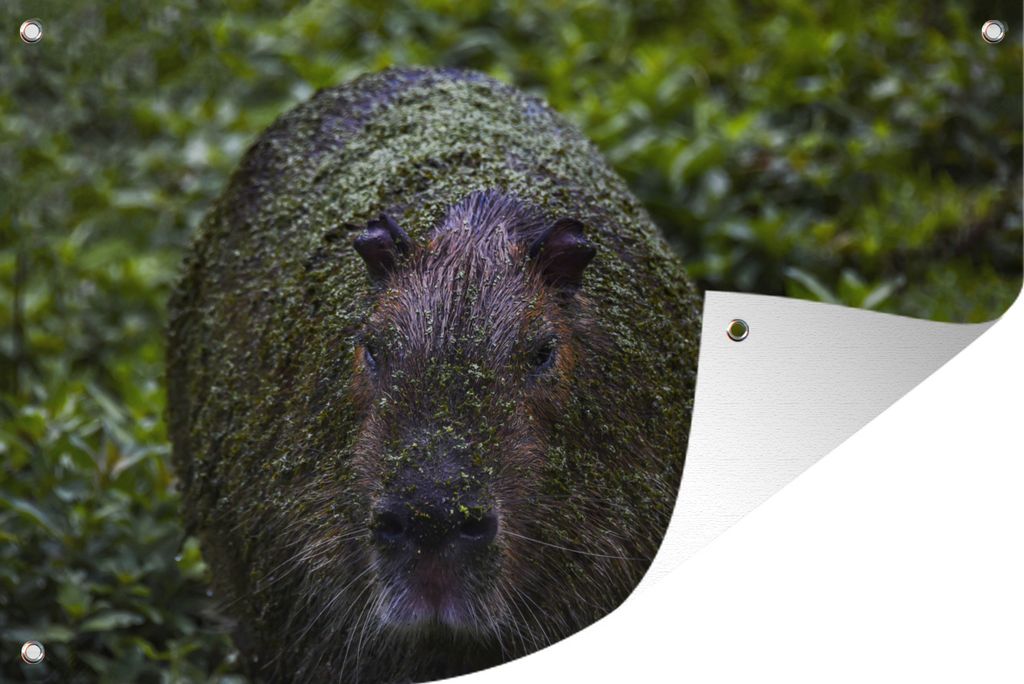MuchoWow 120x80 cm Outdoor-Poster Gartendeko Sichtschutz Garten Poster für den Garten Schmutziges Wasserschwein