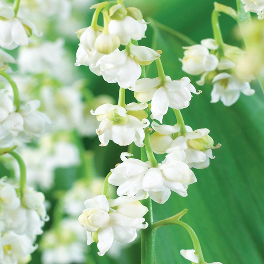 Convallaria Prolificans Mughetto bianco pieno 1 pz Mughetti Immagine del prodotto 