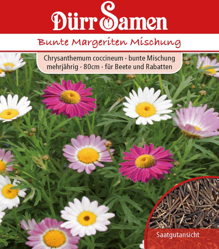 Margerite bunte Mischung | Margeritensamen von Dürr Samen Produktbild 