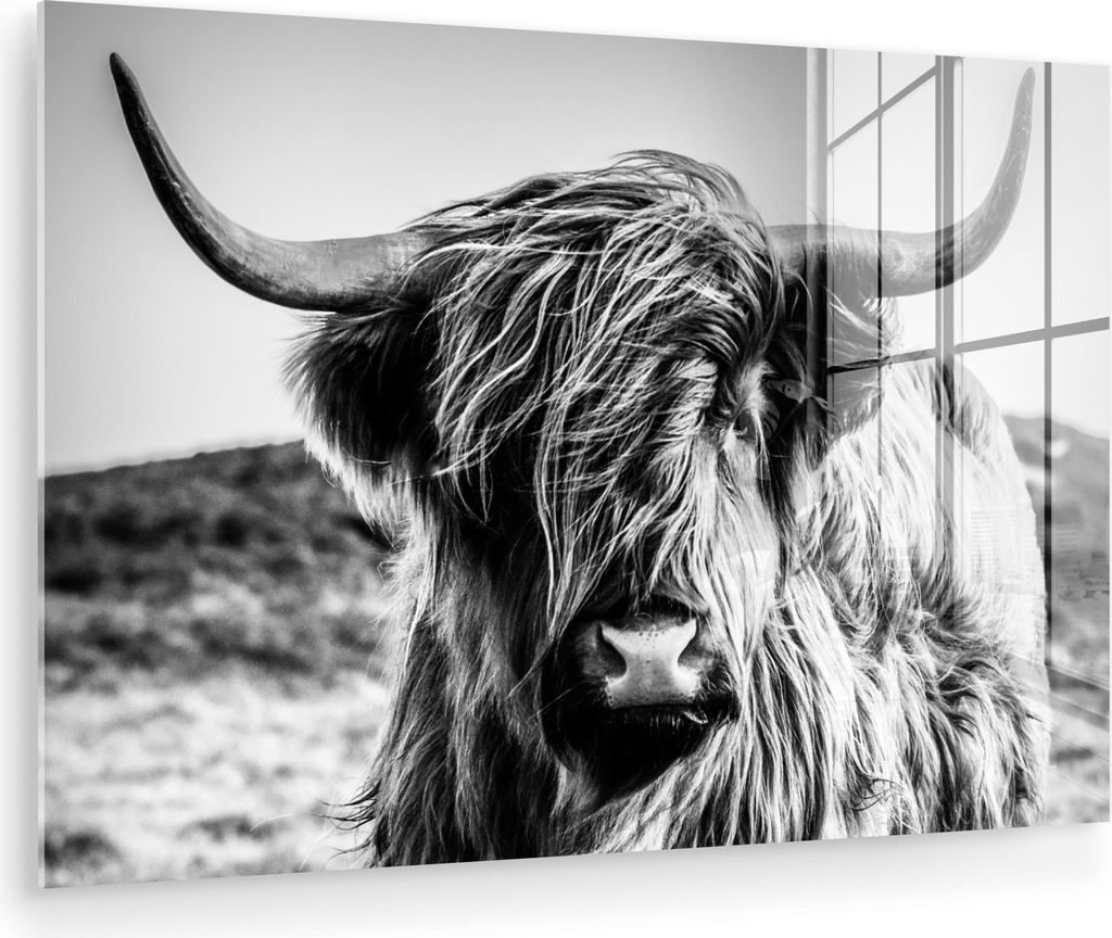 MuchoWow Glasbilder - Bilder auf Wandbild - Foto auf Glas Schottisches Hochlandrind - Natur - Kuh - Schwarz - Weiß 90x60 cm Wanddekoration aus Gla...