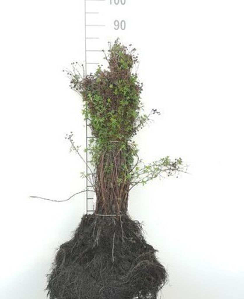 10 x Potentilla fruticosa - Fingerstrauch 30- 40 cm Wurzelnackt