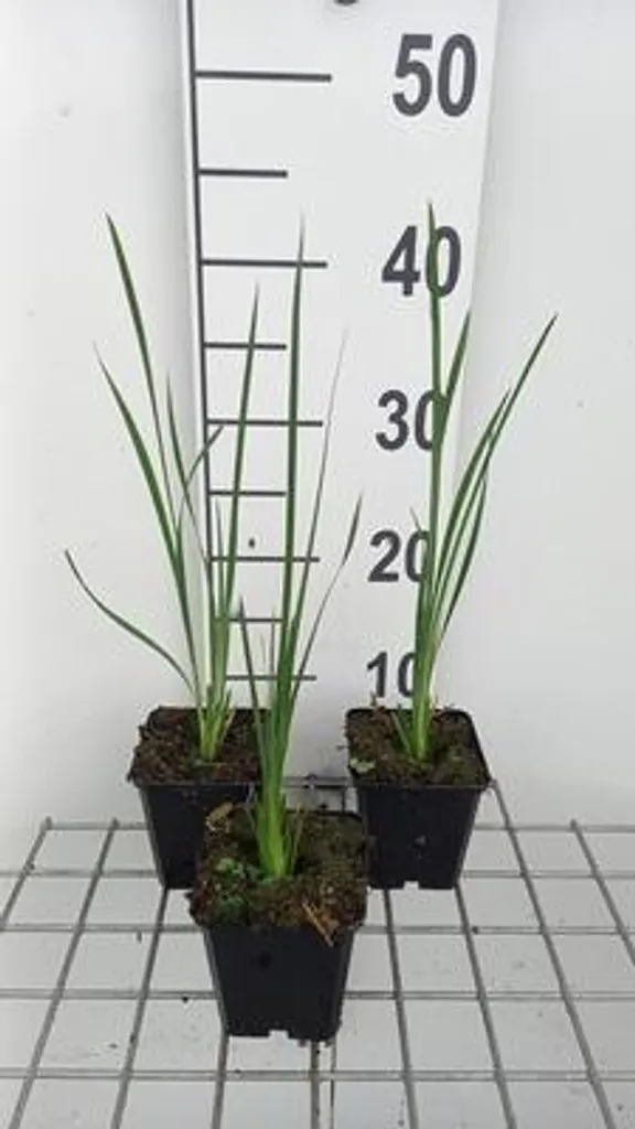 Dierama pulcherrimum Album Blanc - 6 Plantes en Pot pour Jardin