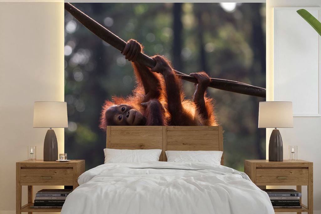 MuchoWow Fototapete für Wohnzimmer oder Schlafzimmer Wandtapete Vinyl Motivtapete Junger Orang-Utan hängt an einem Ast - 220x220 cm - Tapeten