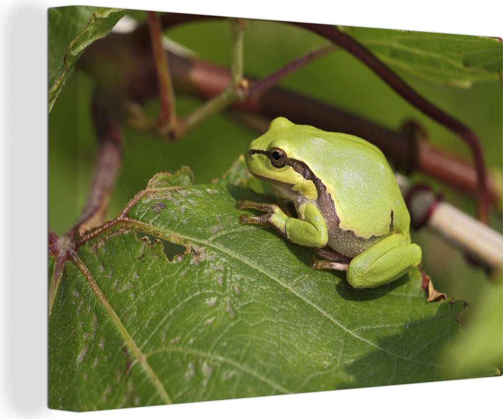 OneMillionCanvasses - Leinwandbilder - 140x90 cm, Frosch - Reptilien - Dschungel, Wandbilder Kunstdruck Wanddekoration