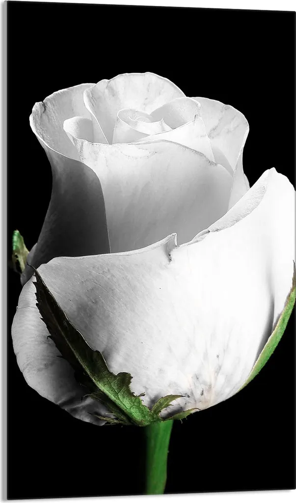 Trend Cucina: Piastra Copertura 30x52 Rosa Nera - Vetro e Design