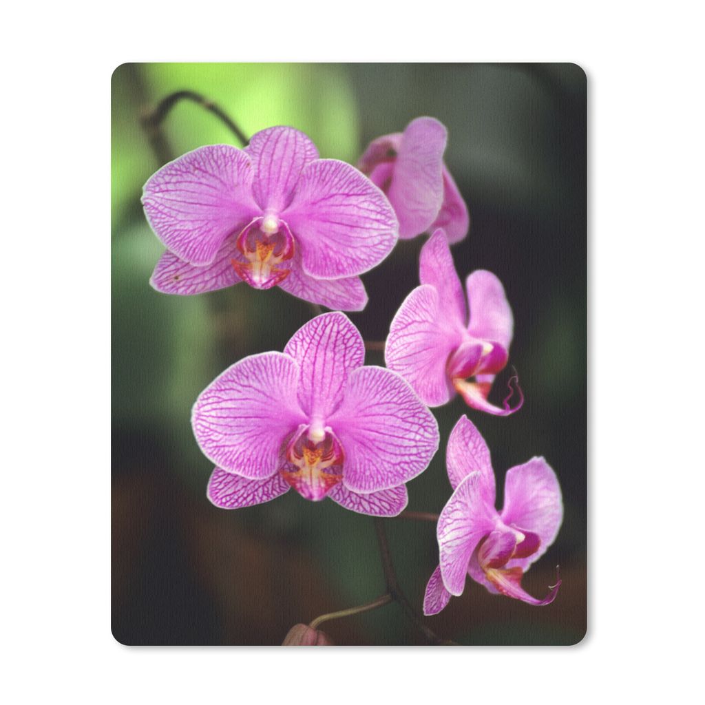 MuchoWow Mauspad Mousepad Rosa Orchidee 30x40 cm - Mousepads - Maus Mat - Pad - Mausunterlage - Mausmatten