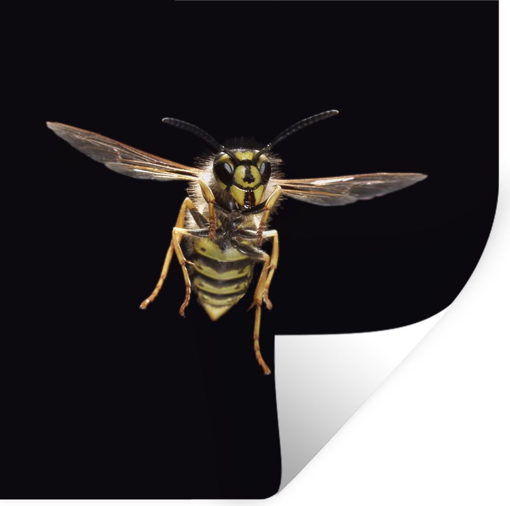 MuchoWow Wandtattoo Wandsticker Wandaufkleber Wespe - Insekten - Porträt 50x50 cm Selbstklebend und Repositionierbar