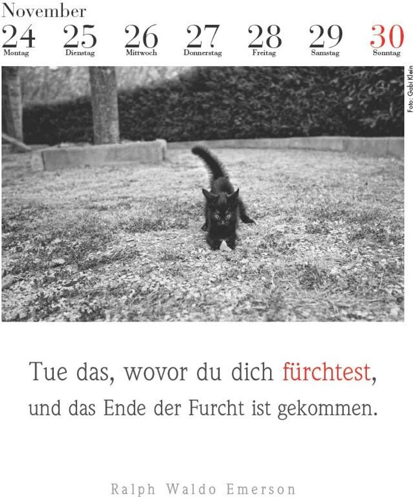 Der literarische Katzenkalender 2025 Produktbild 5