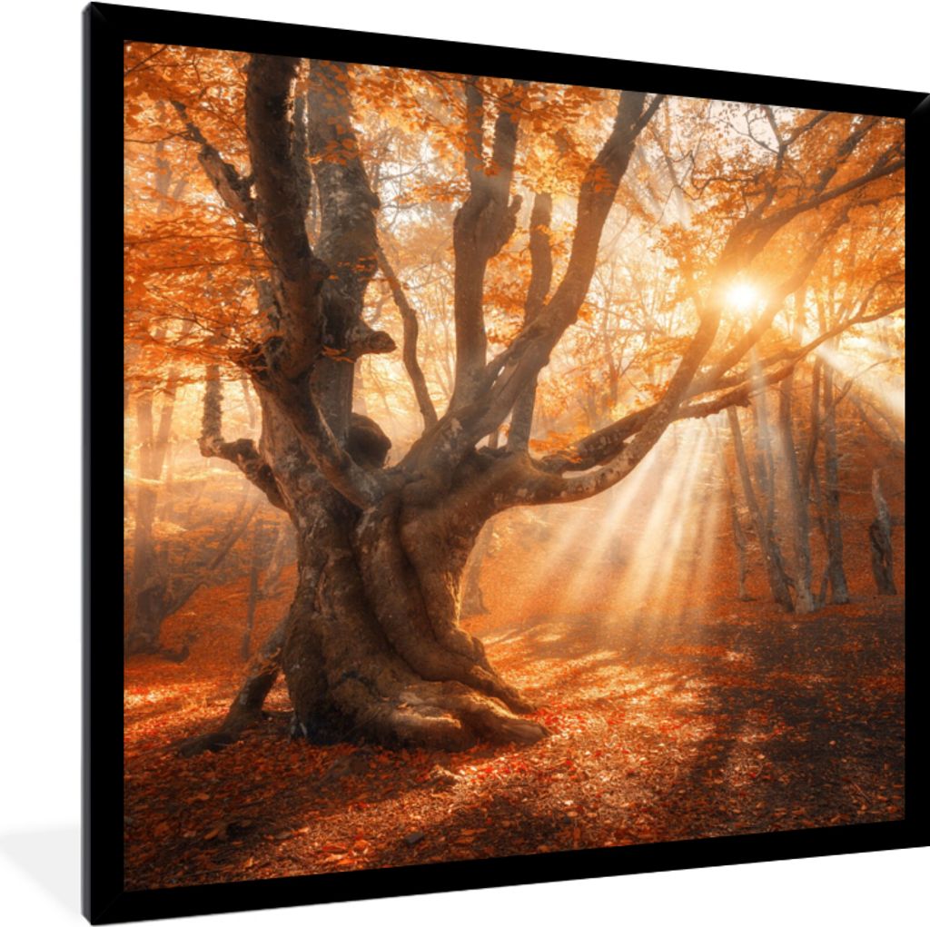 MuchoWow Gerahmtes Poster Baum - Natur - Herbst 40x40 cm - Poster mit Schwarzem Bilderrahmen Wandposter Rahmen Foto Bilder - Mit Rahmen - Wanddek...