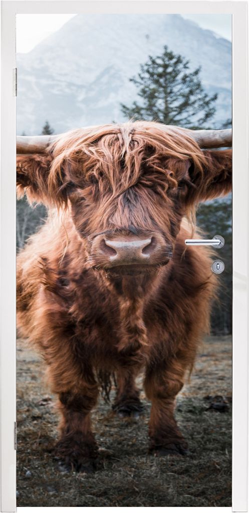 MuchoWow Türtapete Selbstklebende Türfolie Schottischer Highlander - Tier - Berge 80x215 cm Türposter Türaufkleber Klebefolie Türklebefolie ...