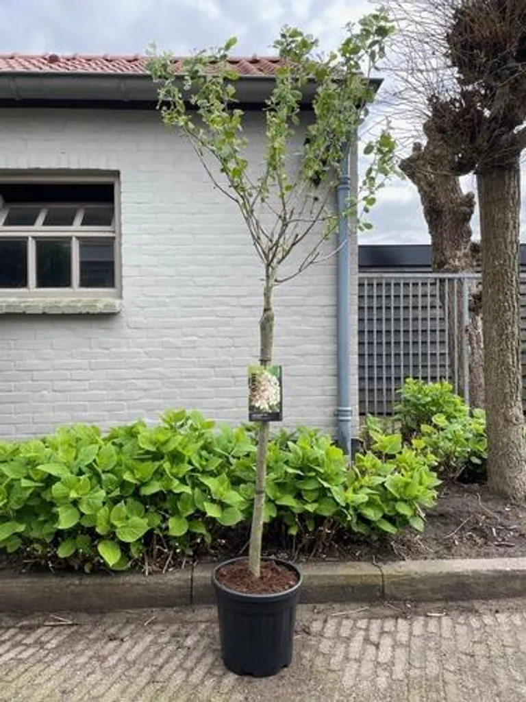 Aronia Viking 90 cm : Feuillage flamboyant et baies antioxydantes