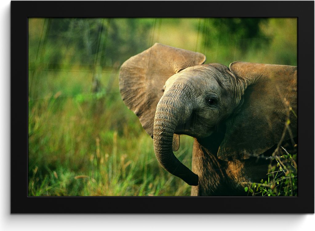 MuchoWow MuchoWow Gerahmtes Poster Elefant - Grün - Tiere - Natur 30x20 cm - Poster mit zchwarzem Bilderrahmen - Kunstdruck - Bild-Poster