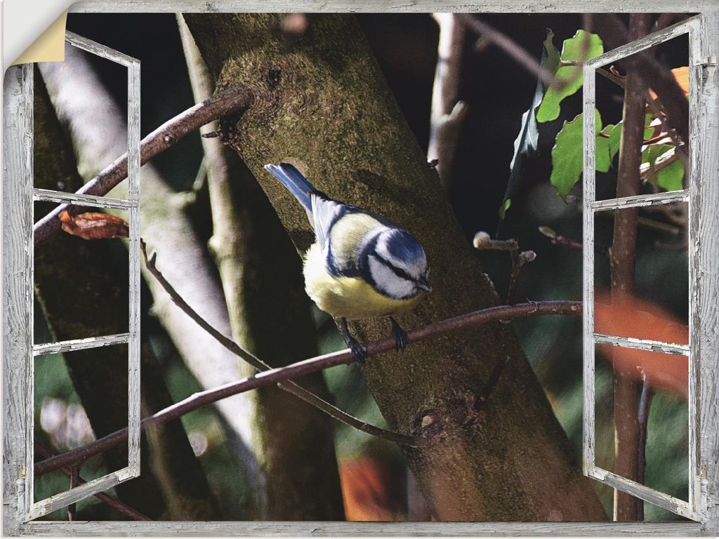 ARTland Wandbild, selbstklebend Fensterblick - Blaumeise Größe: 40x30 cm