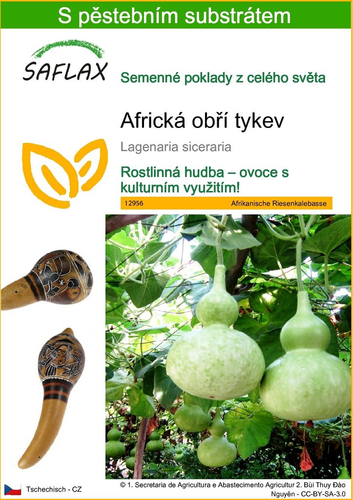 SAFLAX - Africká obří tykev - Lagenaria siceraria - 15 Obrázek produktu 