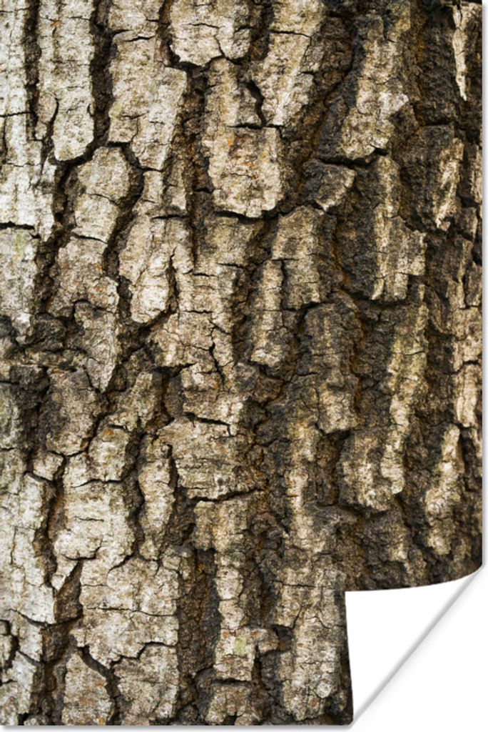 MuchoWow Poster Eine Nahaufnahme der Rinde eines Baumstamms 60x90 cm - Wanddekoration
