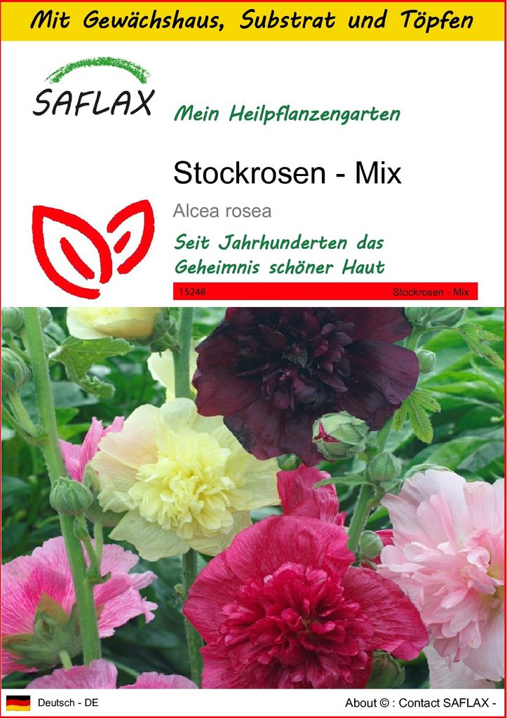 SAFLAX Anzucht Set - Stockrosen - Mix - Alcea rosea - 100 Samen - Mit Mini-Gewächshaus, Anzuchtsubstrat und 2 Töpfen