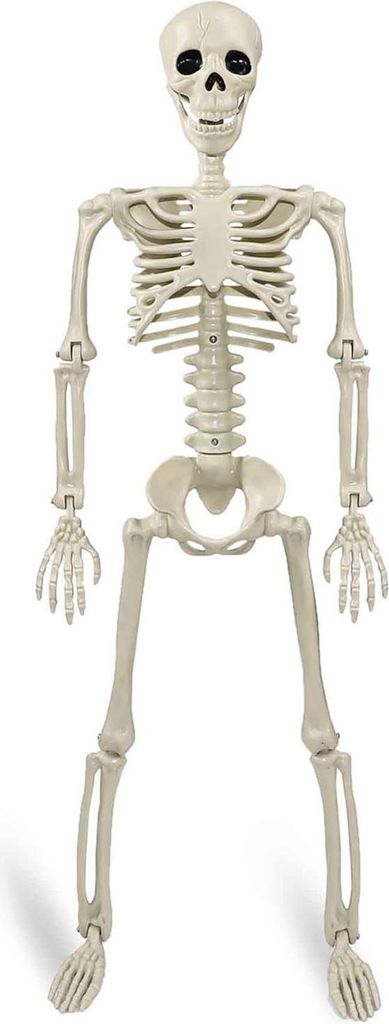 91,4 cm große, bewegliche Halloween-Skelette, Ganzkörper-Modell aus menschlichem Knochen aus Kunststoff mit beweglichen Gelenken für die Dekorat...
