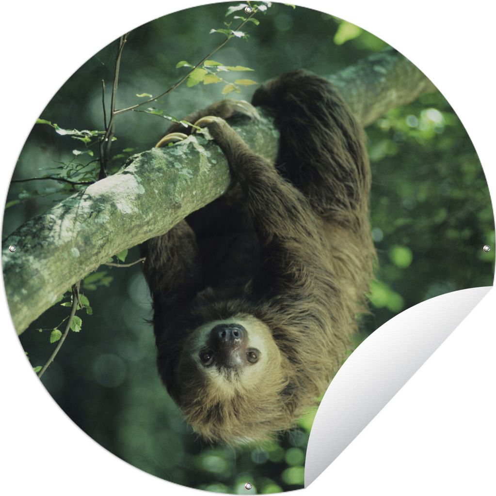MuchoWow Gartenposter Outdoor-Poster Rund Ein Faultier hängt kopfüber in einer grünen Umgebung Ø 150 cm Gartendeko Rundes Poster draußen