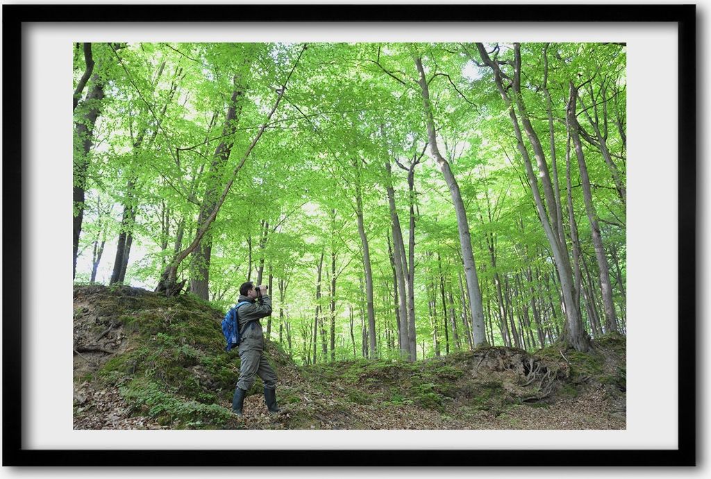 Bild 60x40 MDF-Rahmen, Wandkunst Ornithologe im Wald
