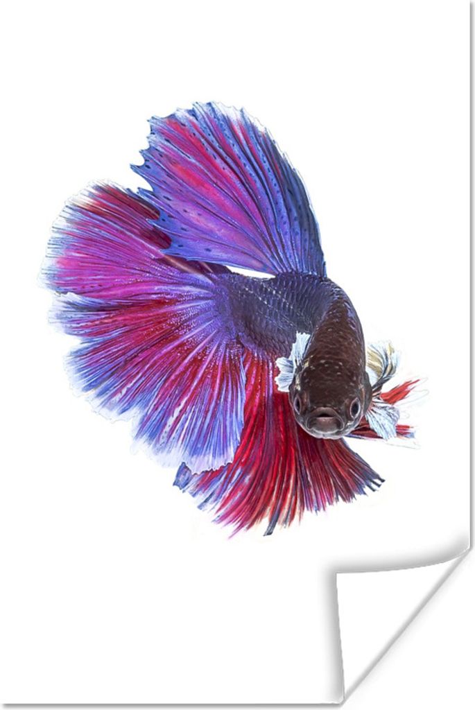 MuchoWow Poster Fische - Meerestiere - Schwanz 80x120 cm - Papierdruck