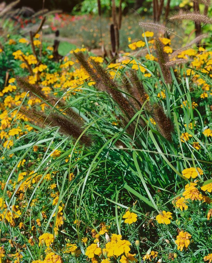 Pennisetum alopecuroides 'Red Head', Lampenputzergras, rot, 3-5 L Container