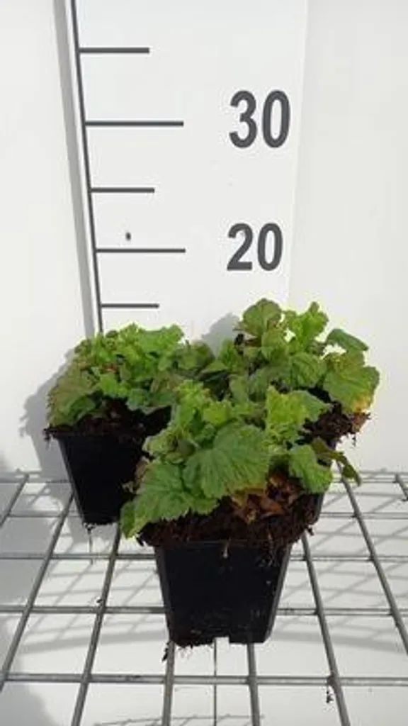 Aménager une Zone Humide avec 6 Racines d'œillet Geum en Pot 9x9 cm