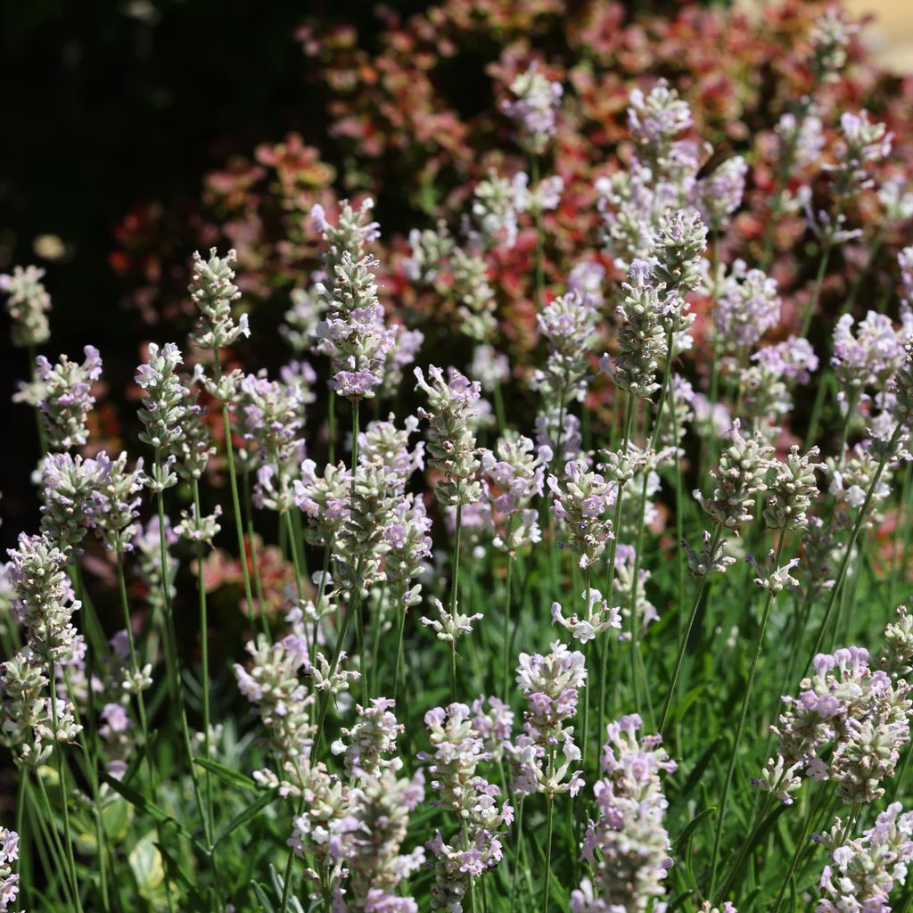 Bloomique - 3er Set - Lavandula Angustifolia Edelweiss - Weißer Lavendel - Lavendelpflanze - Winterhart - Höhe 10-20cm - Topf 9x9cm